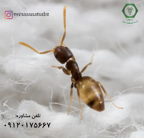 Tapinoma melanocephalum مورچه شبح